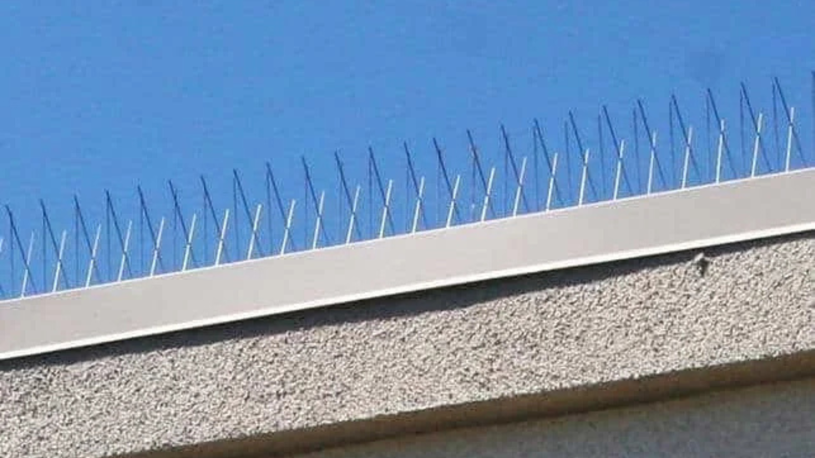 Untitled design (18)